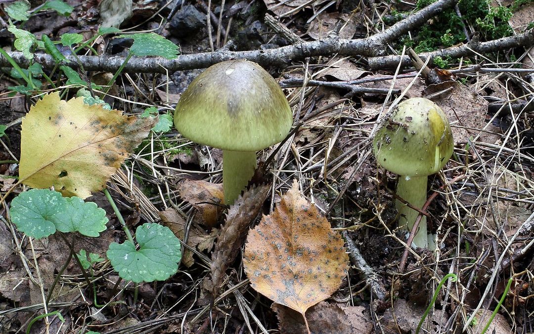 Amanite phalloïde, champignon au chapeau verdâtre, dans l'herbe.